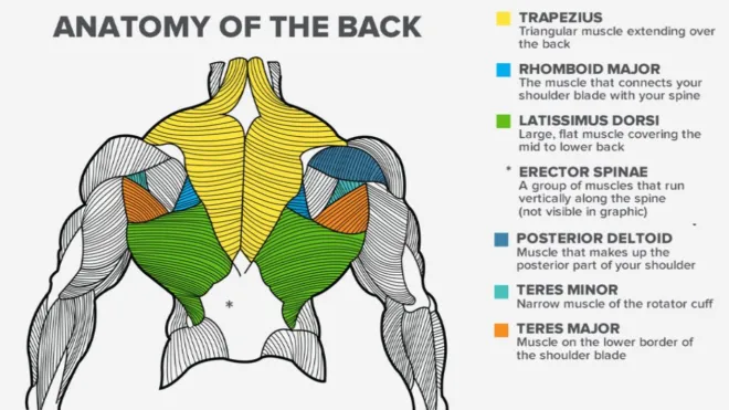 back and bicep dumbbell workout